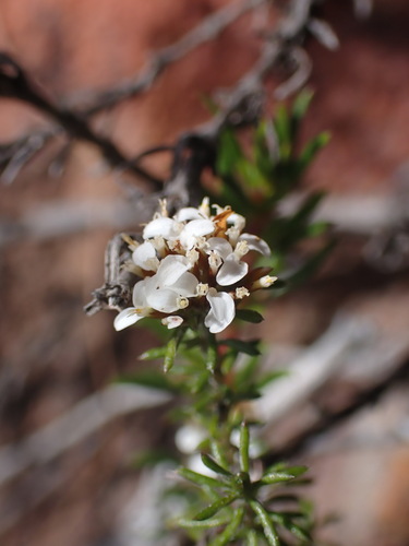Relaxed Desperado (Disparago laxifolia)