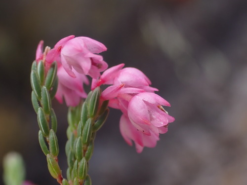 Image of Erica palliiflora by (c) Ren Hoekstra, some rights reserved (CC BY)