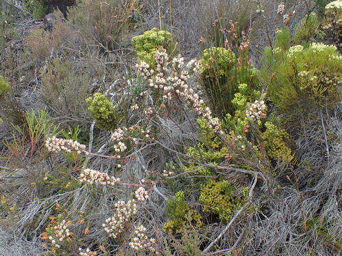 Image of Erica grisbrookii by (c) Ren Hoekstra, some rights reserved (CC BY)