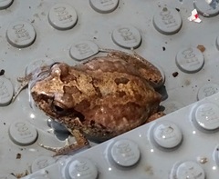 Arthroleptis stenodactylus