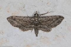 Eupithecia longidens