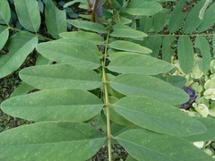 Robinia pseudoacacia