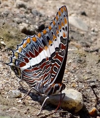 Charaxes saturnus saturnus
