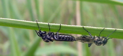 Bibio albipennis