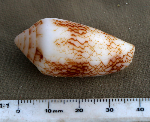Conus canonicus observed 2023-10-18