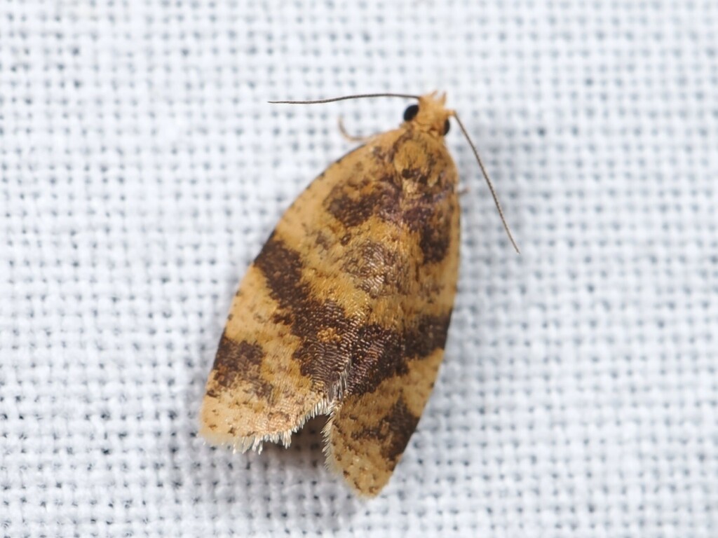 Gnorismoneura mesotoma from 日本、〒3113432 茨城県小美玉市下玉里 on June 17, 2023 at