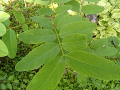 Robinia pseudoacacia