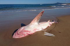 Carcharhinus plumbeus