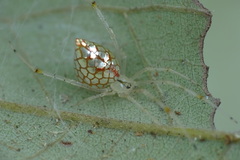 Thwaitesia margaritifera
