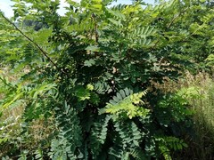 Robinia pseudoacacia