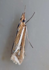 Hednota parahoplitella