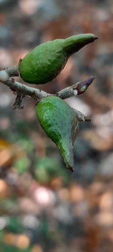 Commiphora tetramera Engl. 3
