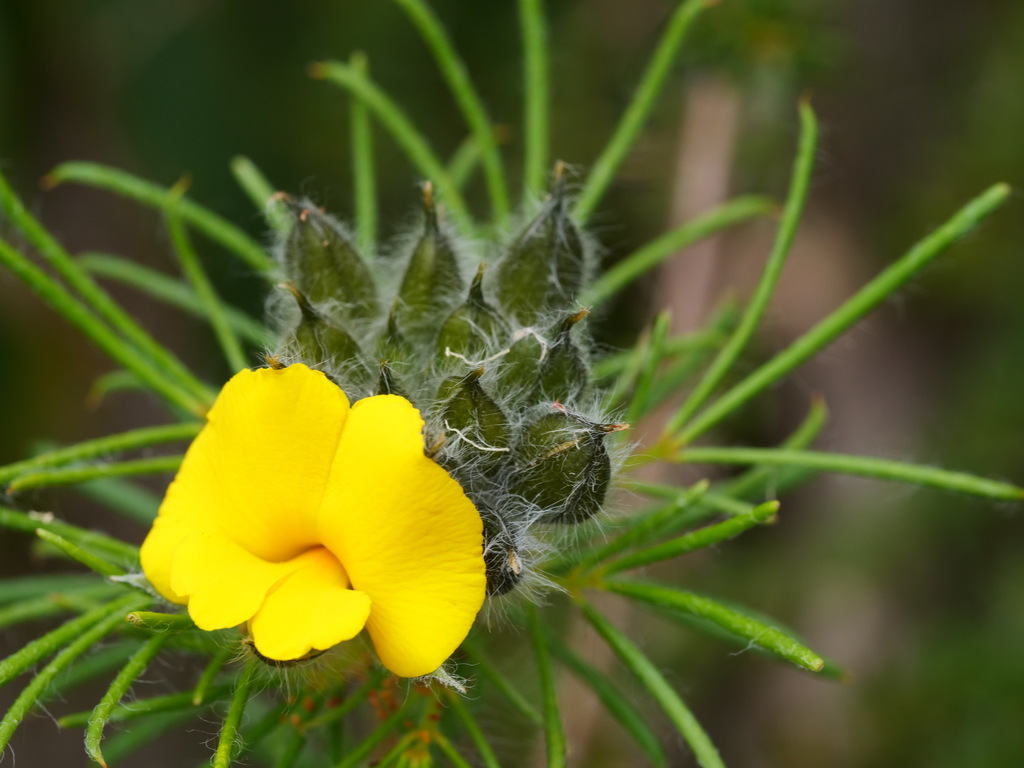 Gompholobium capitatum