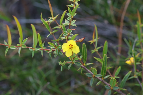 Image of Labichea lanceolata by (c) Greg Tasney, some rights reserved (CC BY-SA)