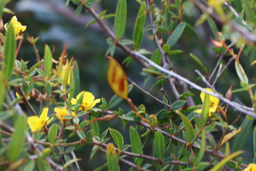 Image of Labichea lanceolata by (c) Greg Tasney, some rights reserved (CC BY-SA)