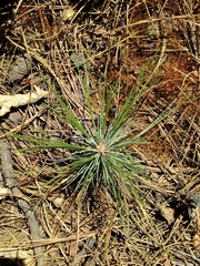 Pinus pringlei