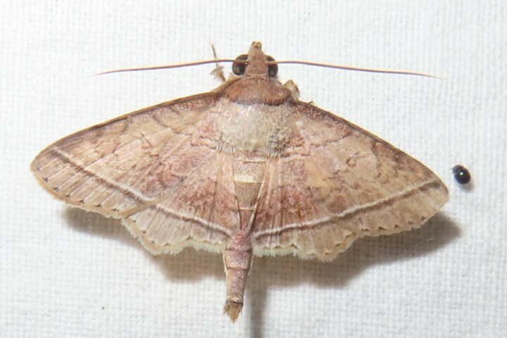 Dolichosomastis ocresia