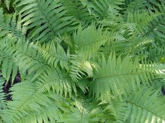 Dryopteris filix-mas
