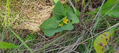 Broad-leaved hypoxis (Hypoxis colchicifolia)