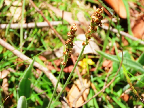 Image of Plantago varia by (c) Elspeth Swan, some rights reserved (CC BY)