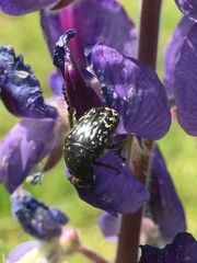 Oxythyrea noemi