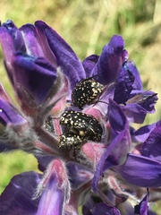 Oxythyrea noemi