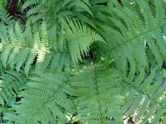 Dryopteris filix-mas