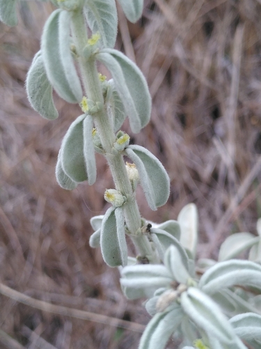 Mercurialis tomentosa (Mercurialis tomentosa)