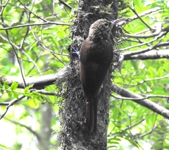 Spotted Woodcreeper photo 2