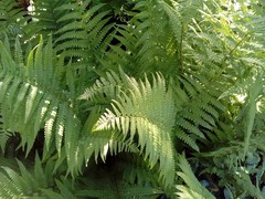 Dryopteris filix-mas