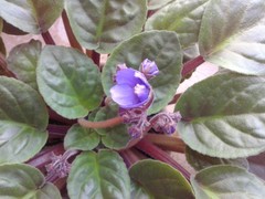 Streptocarpus ionanthus