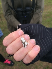 Euerythra phasma