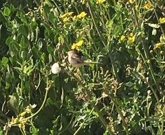 Prinia gracilis