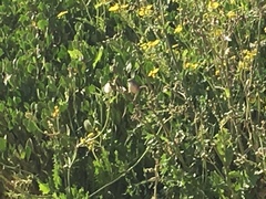 Prinia gracilis