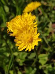 Crepis sancta