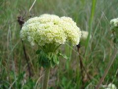 Oligogonum