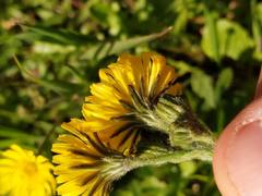 Crepis sancta