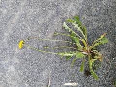 Crepis sancta
