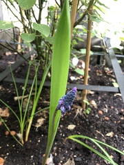 Muscari neglectum