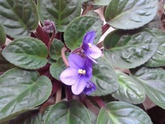 Streptocarpus ionanthus