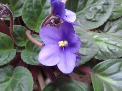 Streptocarpus ionanthus