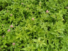 Trifolium pratense