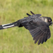 Baudin's Black Cockatoo - Photo (c) timrudman, some rights reserved (CC BY-NC), uploaded by timrudman