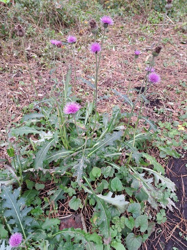 Cirsium aomorense iNat (2)