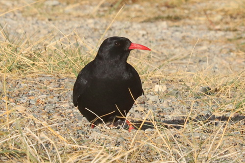 Red-billed Chough