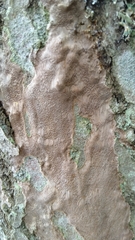 Phellinopsis conchata