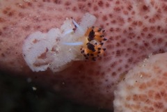 Favorinus tsuruganus