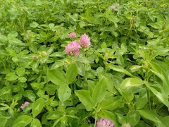 Trifolium pratense