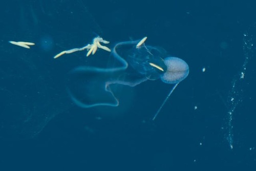 Pteropoda