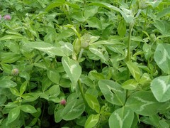 Trifolium pratense